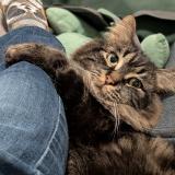 Foto del gato perdido en Otterburn Park