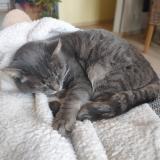 Foto del gato perdido en Saint Saire