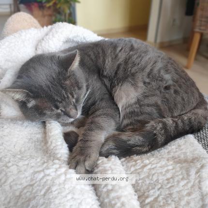 Foto 1/1 Voyou Chat perdido en Saint saire