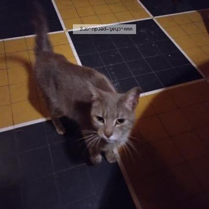 Foto 1/1 Gato encontrado Encontrado en Saint felix de foncaude