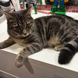 Foto del gato perdido en Dormans