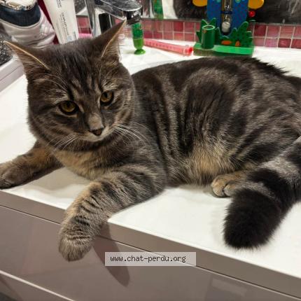 Foto 1/1 Pixel Chat perdido en Dormans