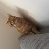 Foto del gato perdido en Choisy Le Roi