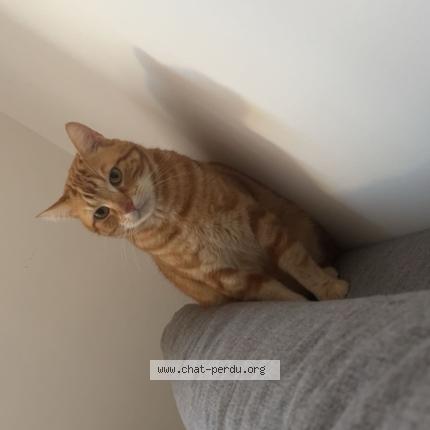 Foto 1/1 Match Chat perdido en Choisy le roi