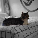 Foto del gato perdido en Charnay Les Macon