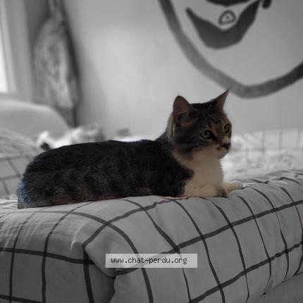 Foto 1/1 Moustache Chat perdido en Charnay les macon