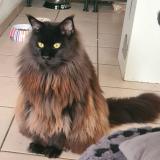 Foto del gato perdido en St Vincent De Paul