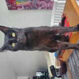 Foto del gato perdido en Quebec