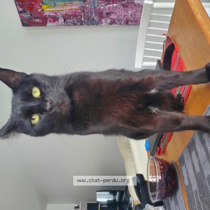 Foto 1/1 Noirot Chat perdido en Quebec