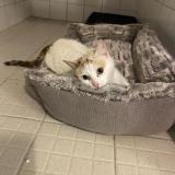 Foto de gato encontrado en Castelsarrasin