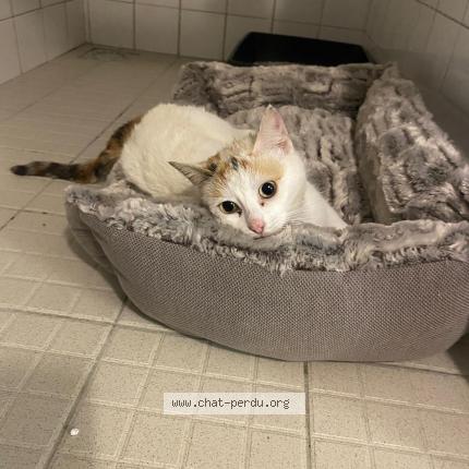 Foto 1/1 Gato encontrado Encontrado en Castelsarrasin