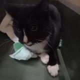 Foto de gato encontrado en Montauban