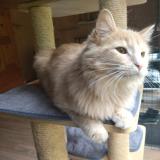 Foto del gato perdido en Perigueux