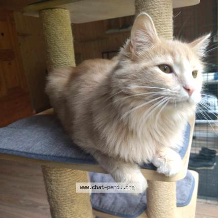 Foto 1/1 Luno Chat perdido en Perigueux