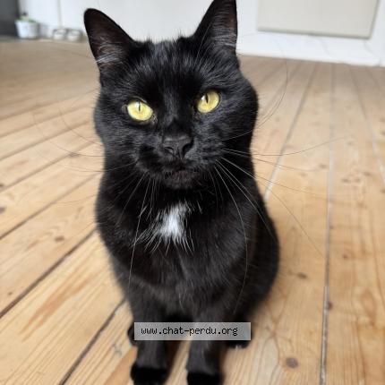 Foto 1/1 Agatha Chat perdido en Vise