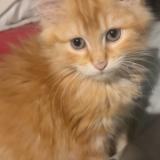 Foto del gato perdido en Senouillac