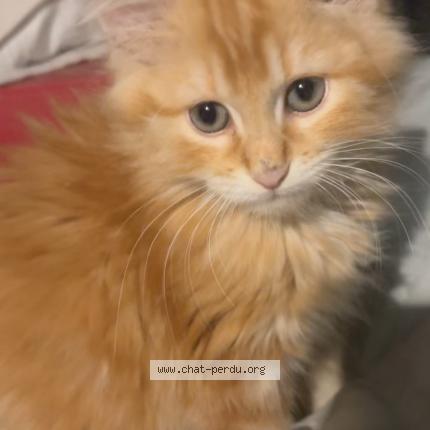 Foto 1/1 Oliver Chat perdido en Senouillac