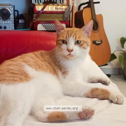 Foto 1/1 Mimzy Chat perdido en Bages