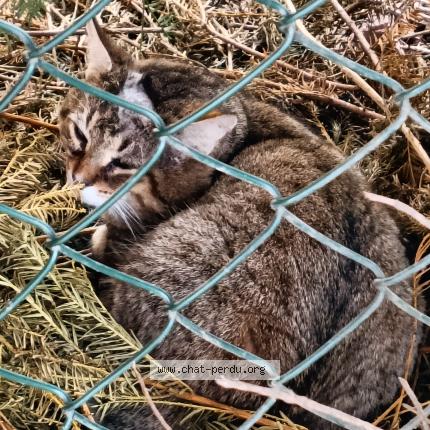 Foto 1/2 Gato encontrado Encontrado en Ingersheim