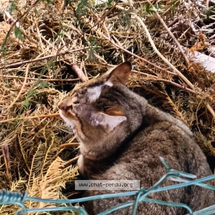 Foto 2/2 Gato encontrado Encontrado en Ingersheim