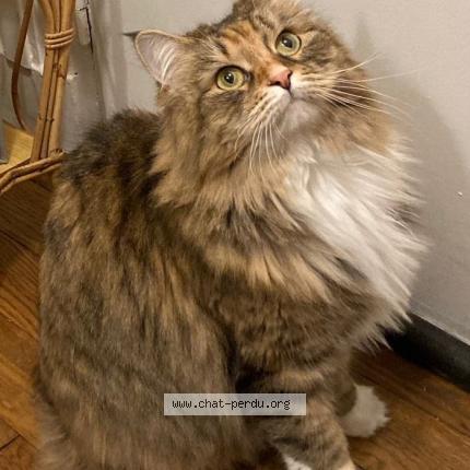 Foto 1/1 Petit poil Chat perdido en Paris