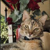 Foto del gato perdido en Sacacoyo