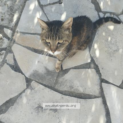 Foto 1/1 Gato encontrado Encontrado en Villemoustaussou