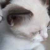 Foto del gato perdido en Plaisance De Touche