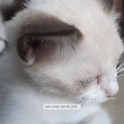 Foto 1/1 Duchesse Chat perdido en Plaisance de touche