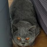 Foto de gato encontrado en Chaville