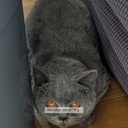 Foto 1/1 Gato encontrado Encontrado en Chaville