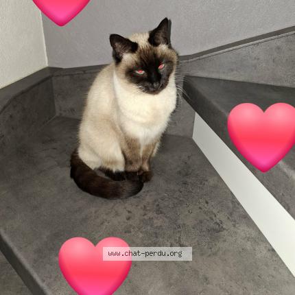 Foto 1/1 Noisette Chat perdido en Alteckendorf