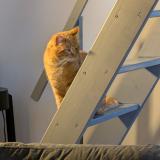 Foto de gato encontrado en Dammarie Les Lys