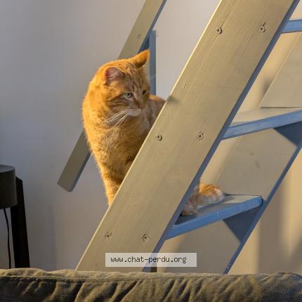 Foto 1/1 Gato encontrado Encontrado en Dammarie les lys