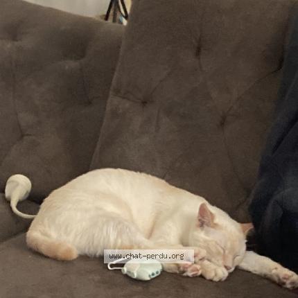 Foto 1/1 Mamaw Chat perdido en Perne les fontaines