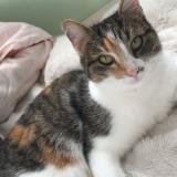 Foto del gato perdido en Breze