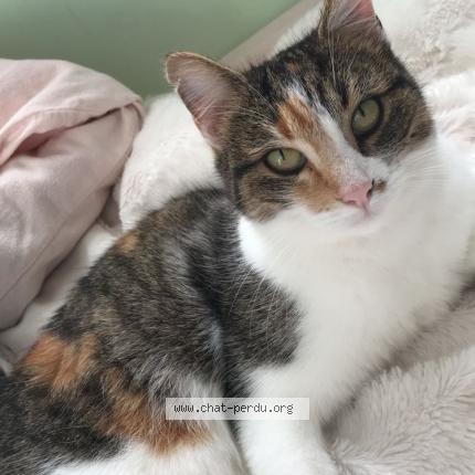 Foto 1/1 Jasmine Chat perdido en Breze