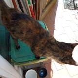 Foto de gato encontrado en St Jean D Alcapies