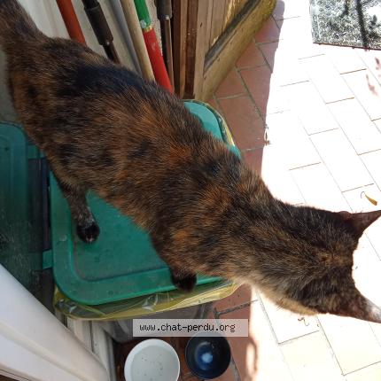 Foto 1/1 Gato encontrado Encontrado en St jean d alcapies