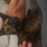 Foto del gato perdido en Bolbec