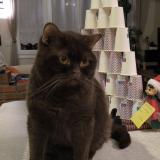 Foto del gato perdido en Saint Sauveur