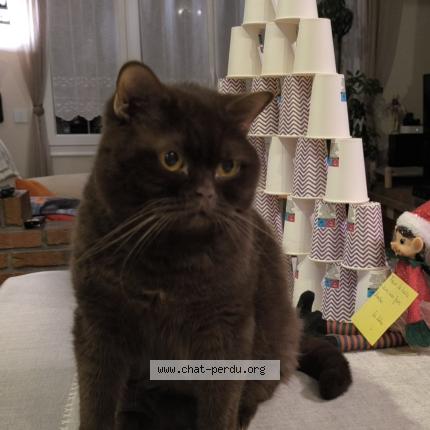 Foto 1/1 Elioth Chat perdido en Saint sauveur