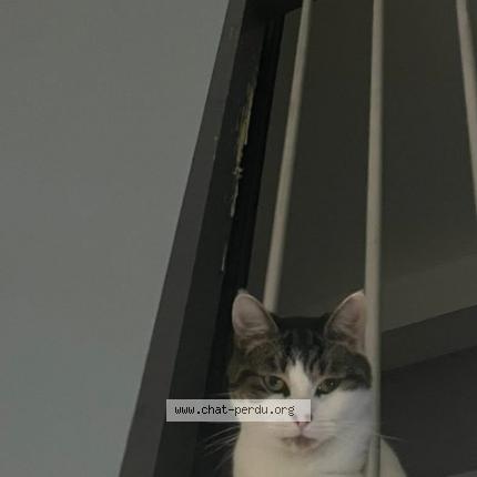 Foto 1/1 Milo Chat perdido en Nancy