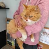 Foto de gato encontrado en Cayrac