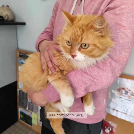 Foto 1/1 Gato encontrado Encontrado en Cayrac