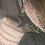 Foto de gato encontrado en Bordeaux