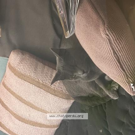 Foto 1/1 Gato encontrado Encontrado en Bordeaux