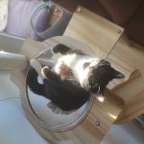 Foto del gato perdido en Talence