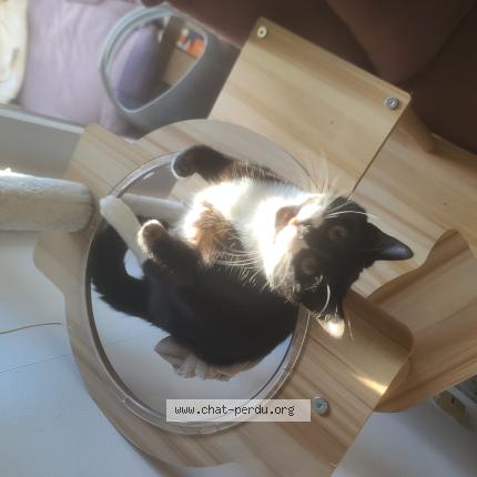 Foto 1/1 Chaussette Chat perdido en Talence