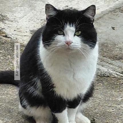 Foto 1/1 Gato encontrado Encontrado en Saint desir